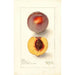 Reproductie van het schilderij Prunus persica Micado - Deborah Griscom Passmore