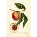 Prunus persica Nysson - Deborah Griscom Passmore — weergave van het kunstwerk