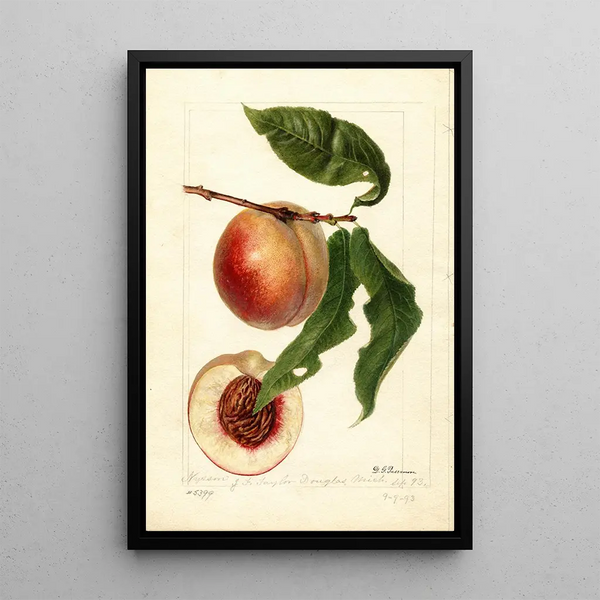 Prunus persica Nysson - Deborah Griscom Passmore — ingelijst kunstwerk aan de muur