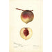 Prunus persica Rodgers - Deborah Griscom Passmore — weergave van het kunstwerk