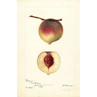 Deborah Griscom Passmore - Prunus persica Rodgers.webp