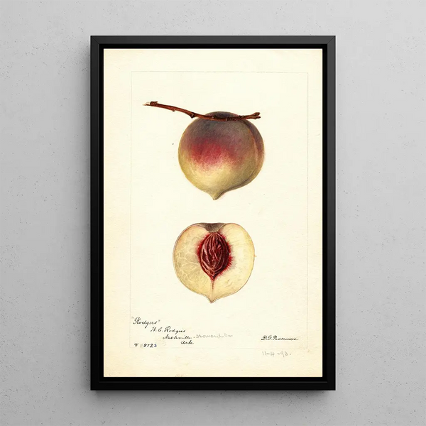 Prunus persica Rodgers - Deborah Griscom Passmore — ingelijst kunstwerk aan de muur
