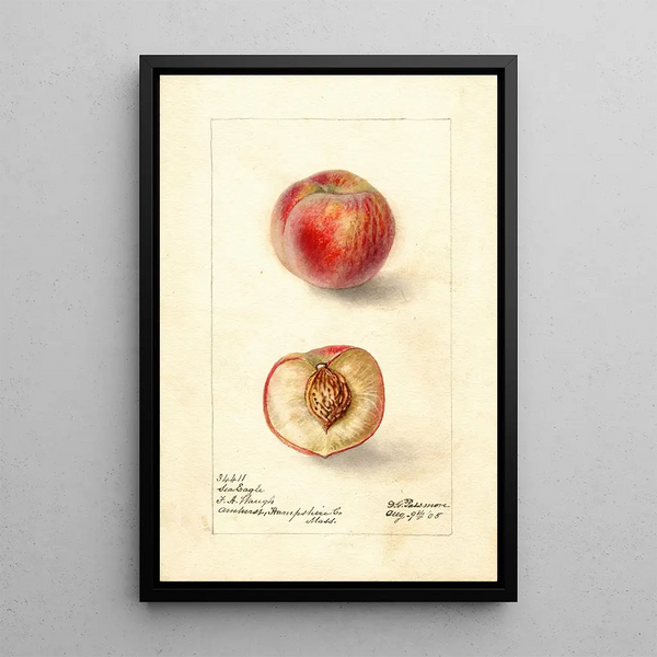 Prunus persica Zeearend - Deborah Griscom Passmore — ingelijst kunstwerk aan de muur