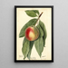 Prunus persica Sneed - Deborah Griscom Passmore — ingelijst kunstwerk aan de muur