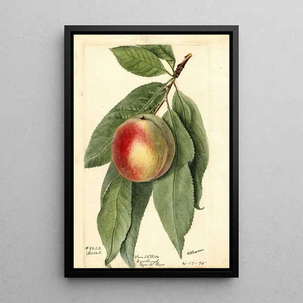 Prunus persica Sneed - Deborah Griscom Passmore — ingelijst kunstwerk aan de muur