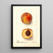 Reproductie van het schilderij Prunus persica Worthen - Deborah Griscom Passmore
