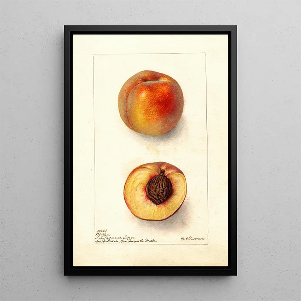 Reproductie van het schilderij Prunus persica Worthen - Deborah Griscom Passmore