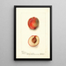 Reproductie van het schilderij Prunus persica Yum Yum - Deborah Griscom Passmore