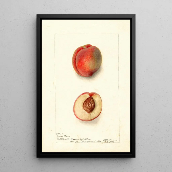 Reproductie van het schilderij Prunus persica Yum Yum - Deborah Griscom Passmore