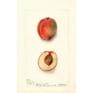 Deborah Griscom Passmore - Prunus persica Yum Yum.webp