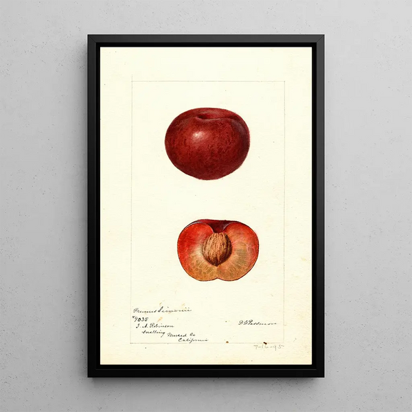 Prunus simonii - Deborah Griscom Passmore — ingelijst kunstwerk aan de muur