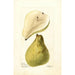 Pyrus communis Boom Boog - Deborah Griscom Passmore — weergave van het kunstwerk