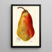Reproductie van het schilderij Pyrus communis Belle Angevine - Deborah Griscom Passmore