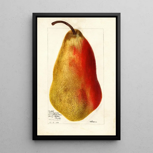 Reproductie van het schilderij Pyrus communis Belle Angevine - Deborah Griscom Passmore