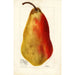 Reproductie van het schilderij Pyrus communis Belle Angevine - Deborah Griscom Passmore