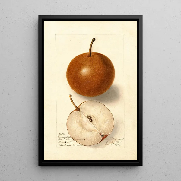 Reproductie van het schilderij Pyrus communis Canners Japan - Deborah Griscom Passmore