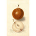 Reproductie van het schilderij Pyrus communis Canners Japan - Deborah Griscom Passmore