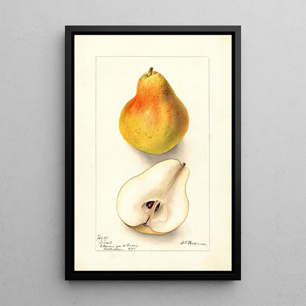 Pyrus communis Dorsett - Deborah Griscom Passmore — ingelijst kunstwerk aan de muur