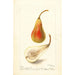 Pyrus communis Jargonelle française - Deborah Griscom Passmore — weergave van het kunstwerk