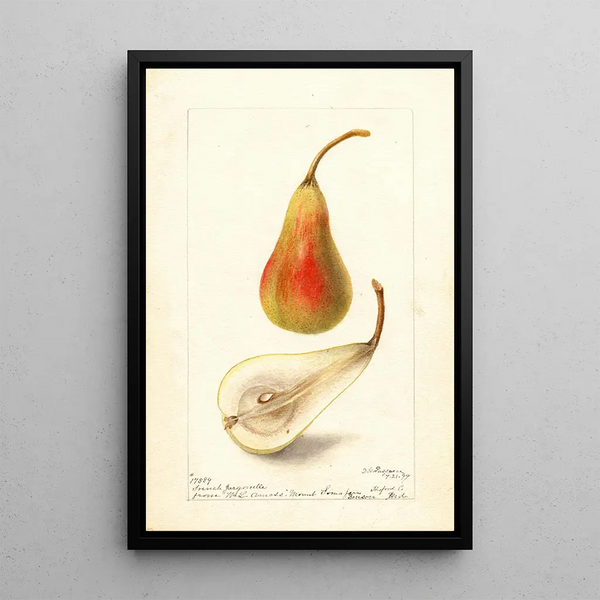 Pyrus communis Jargonelle française - Deborah Griscom Passmore — ingelijst kunstwerk aan de muur