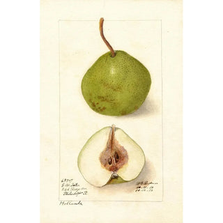 Deborah Griscom Passmore - Pyrus communis Holland.webp