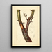 Pyrus communis Howell - Deborah Griscom Passmore — ingelijst kunstwerk aan de muur