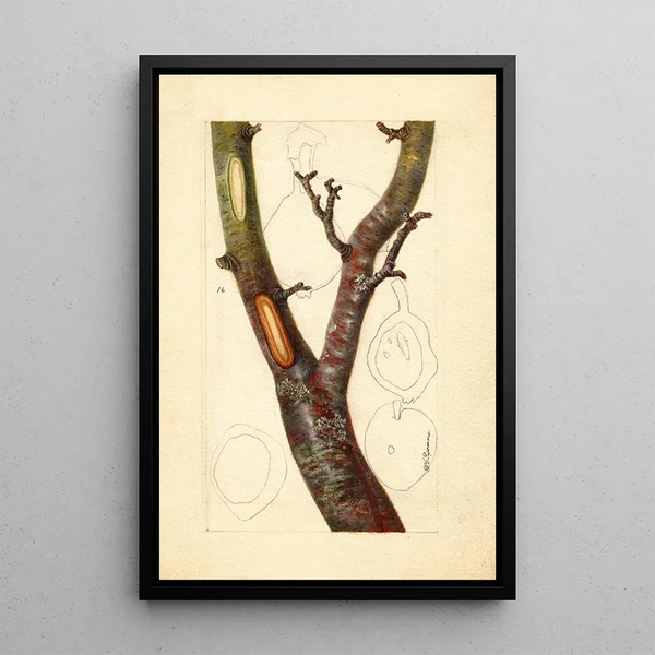 Pyrus communis Howell - Deborah Griscom Passmore — ingelijst kunstwerk aan de muur