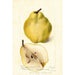 Pyrus communis Johnsons Nameless Winter - Deborah Griscom Passmore — weergave van het kunstwerk