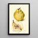 Pyrus communis Johnsons Nameless Winter - Deborah Griscom Passmore — ingelijst kunstwerk aan de muur