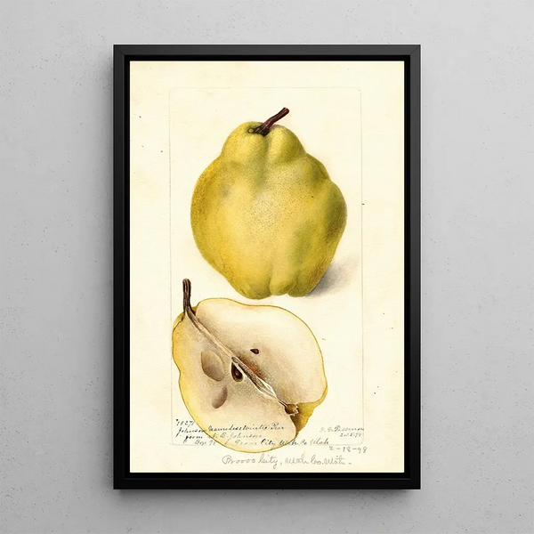 Pyrus communis Johnsons Nameless Winter - Deborah Griscom Passmore — ingelijst kunstwerk aan de muur