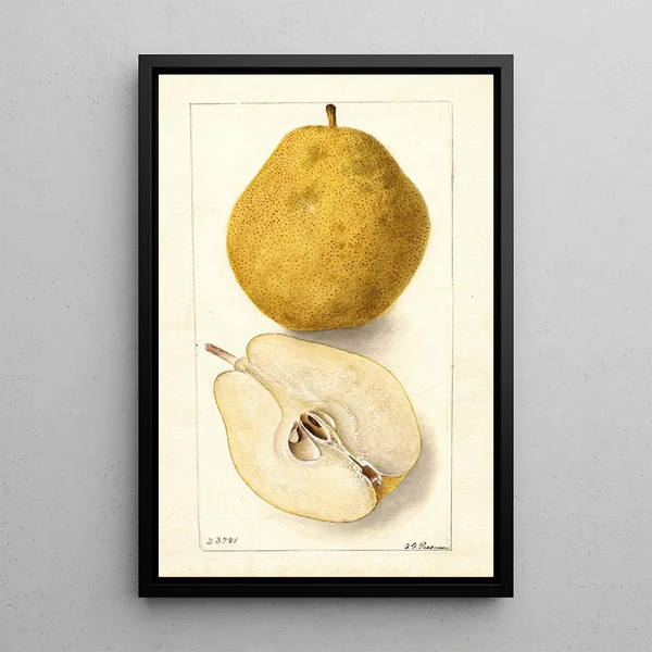 Pyrus communis Kieffer - Deborah Griscom Passmore — ingelijst kunstwerk aan de muur