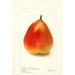 Pyrus communis König Karl von Wurtemberg - Deborah Griscom Passmore — weergave van het kunstwerk