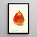 Pyrus communis König Karl von Wurtemberg - Deborah Griscom Passmore — ingelijst kunstwerk aan de muur