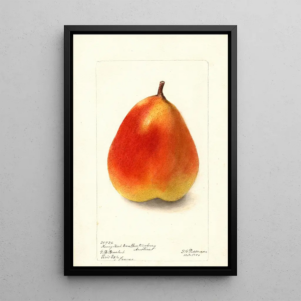 Pyrus communis König Karl von Wurtemberg - Deborah Griscom Passmore — ingelijst kunstwerk aan de muur