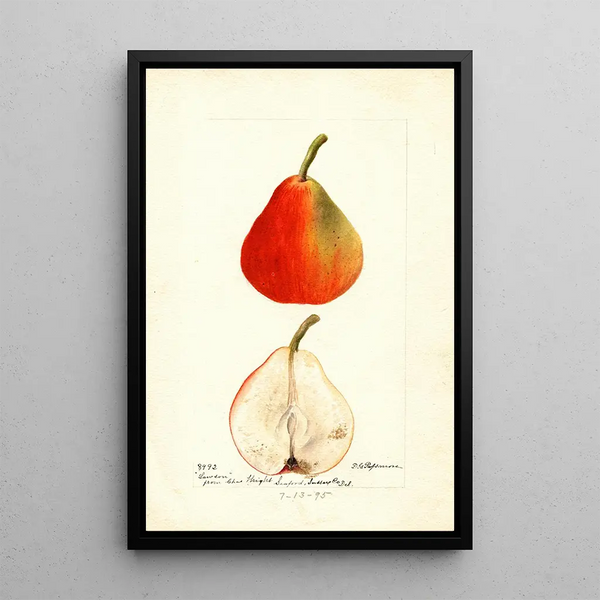 Pyrus communis Lawson - Deborah Griscom Passmore — ingelijst kunstwerk aan de muur