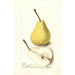 Pyrus communis Madame Treyve - Deborah Griscom Passmore — weergave van het kunstwerk