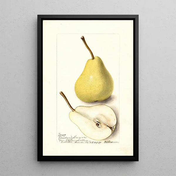 Pyrus communis Madame Treyve - Deborah Griscom Passmore — ingelijst kunstwerk aan de muur