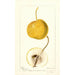 Pyrus communis Mikado - Deborah Griscom Passmore — weergave van het kunstwerk