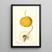 Pyrus communis Mikado - Deborah Griscom Passmore — ingelijst kunstwerk aan de muur