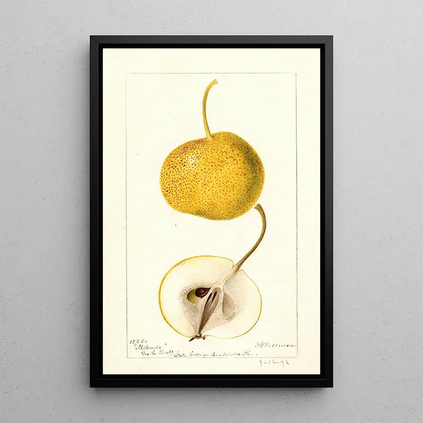 Pyrus communis Mikado - Deborah Griscom Passmore — ingelijst kunstwerk aan de muur