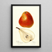 Reproductie van het schilderij Pyrus communis Ogerean - Deborah Griscom Passmore
