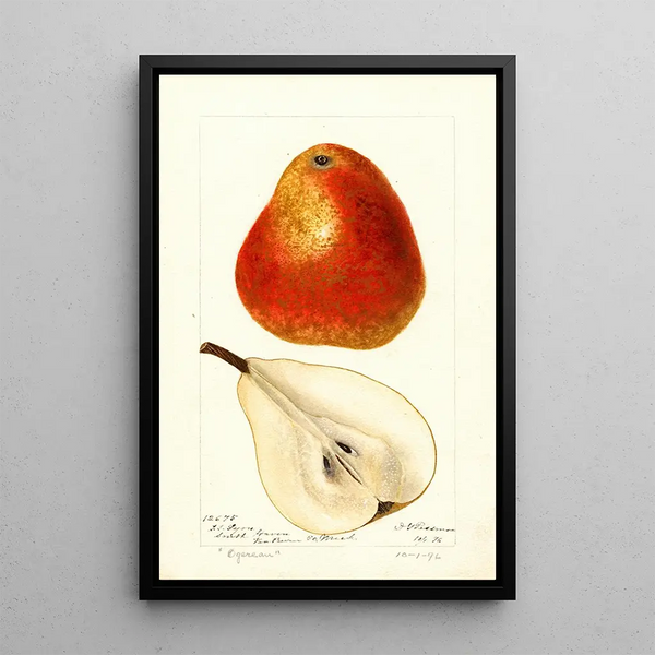 Reproductie van het schilderij Pyrus communis Ogerean - Deborah Griscom Passmore