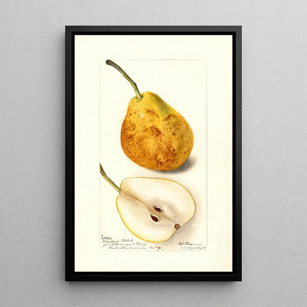 Reproductie van het schilderij Pyrus communis Président Gilbert - Deborah Griscom Passmore