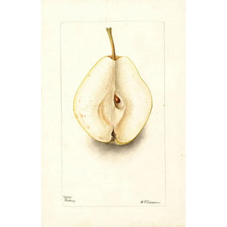 Deborah Griscom Passmore - Pyrus communis Rossney.webp