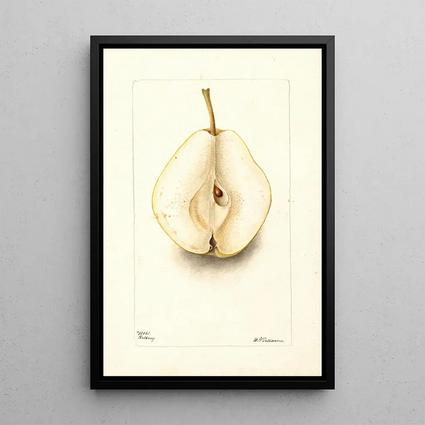 Pyrus communis Rossney - Deborah Griscom Passmore — ingelijst kunstwerk aan de muur