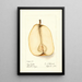 Reproductie van het schilderij Pyrus communis Souvenir du Congrès - Deborah Griscom Passmore