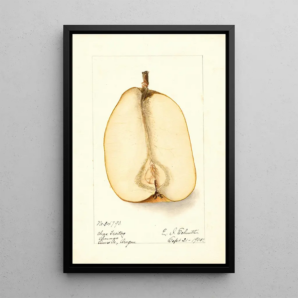 Reproductie van het schilderij Pyrus communis Souvenir du Congrès - Deborah Griscom Passmore