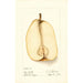 Reproductie van het schilderij Pyrus communis Souvenir du Congrès - Deborah Griscom Passmore
