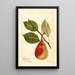 Reproductie van het schilderij Pyrus communis Beauté d'été - Deborah Griscom Passmore