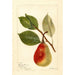 Reproductie van het schilderij Pyrus communis Beauté d'été - Deborah Griscom Passmore